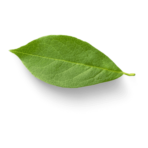 50mais-folha-sustentabilidade